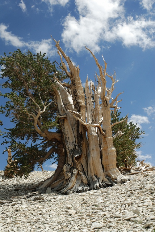 Bristlecone pines at Patriarch Grove in White Mountains-5 8-3-06