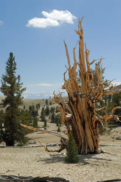 Bristlecone pines at Patriarch Grove in White Mountains-2 8-3-06