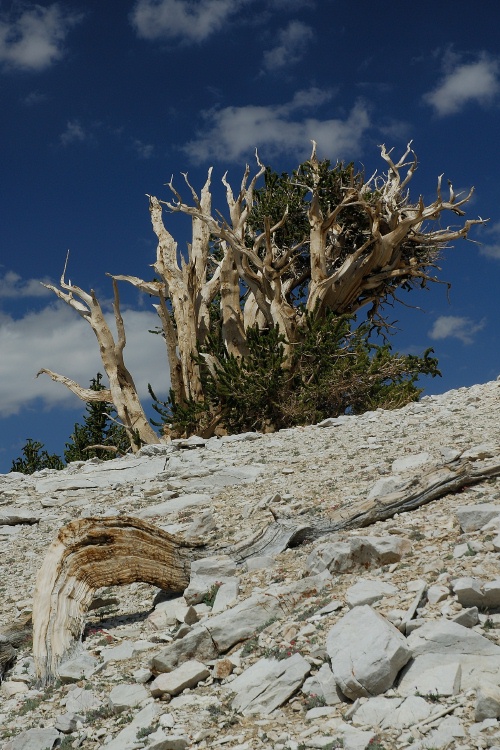 Bristlecone pine at Patriarch Grove in White Mountains-3 8-3-06