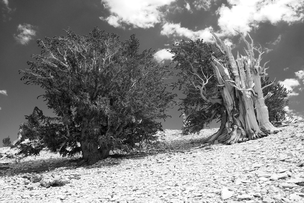 Bristlecone pine at Patriarch Grove in White Mountains-2bw 8-3-06