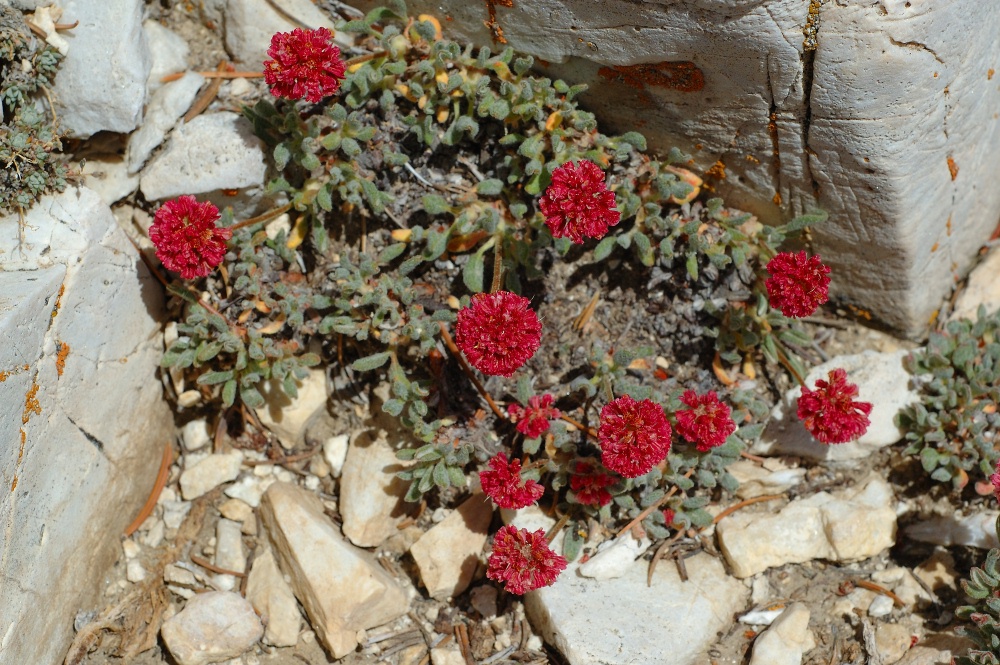 Red Buckwheat plant at Bristlecone forest in White Mountains-1 8-3-06