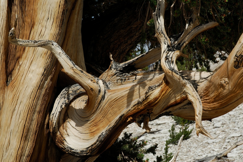 Bristlecone branches in White Mountains-1 8-3-06