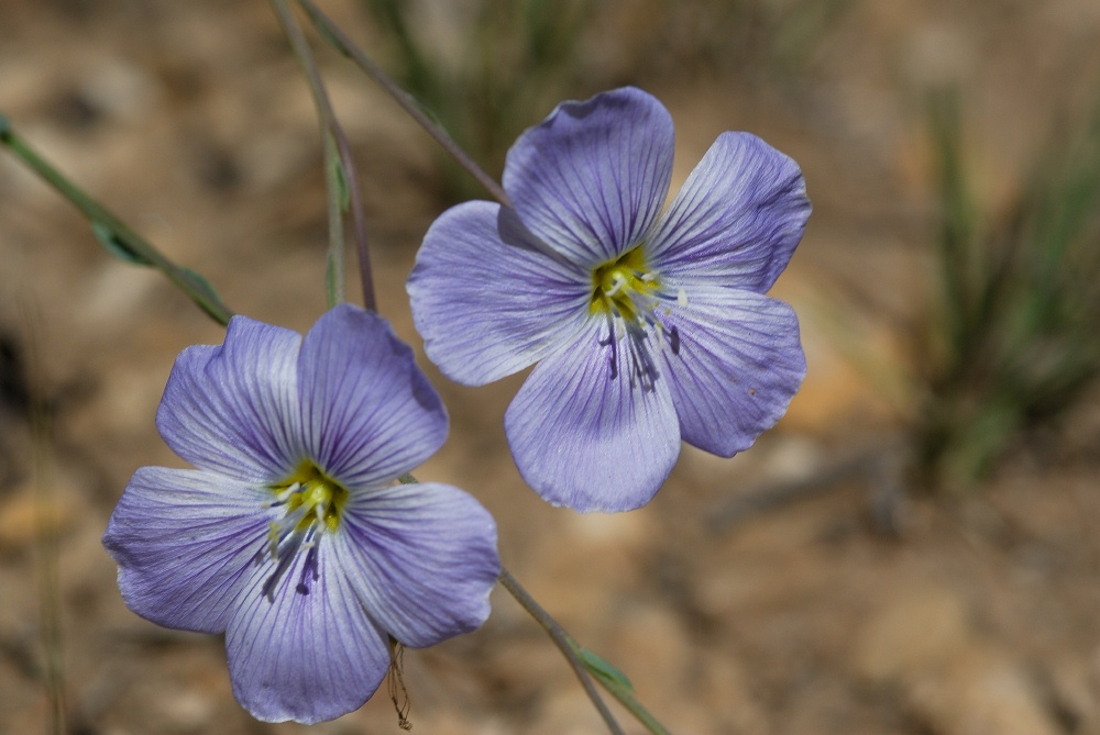 Blue wildflowers at Bristlecone forest in the White Mountains-5 8-3-06