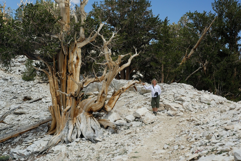 LC at Bristlecone forest in the White Mountains 8-3-06