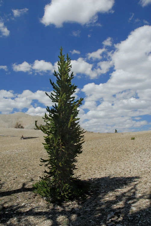 Young Bristlecone Pines at Patriarch grove in White Mountains-1 8-3-06