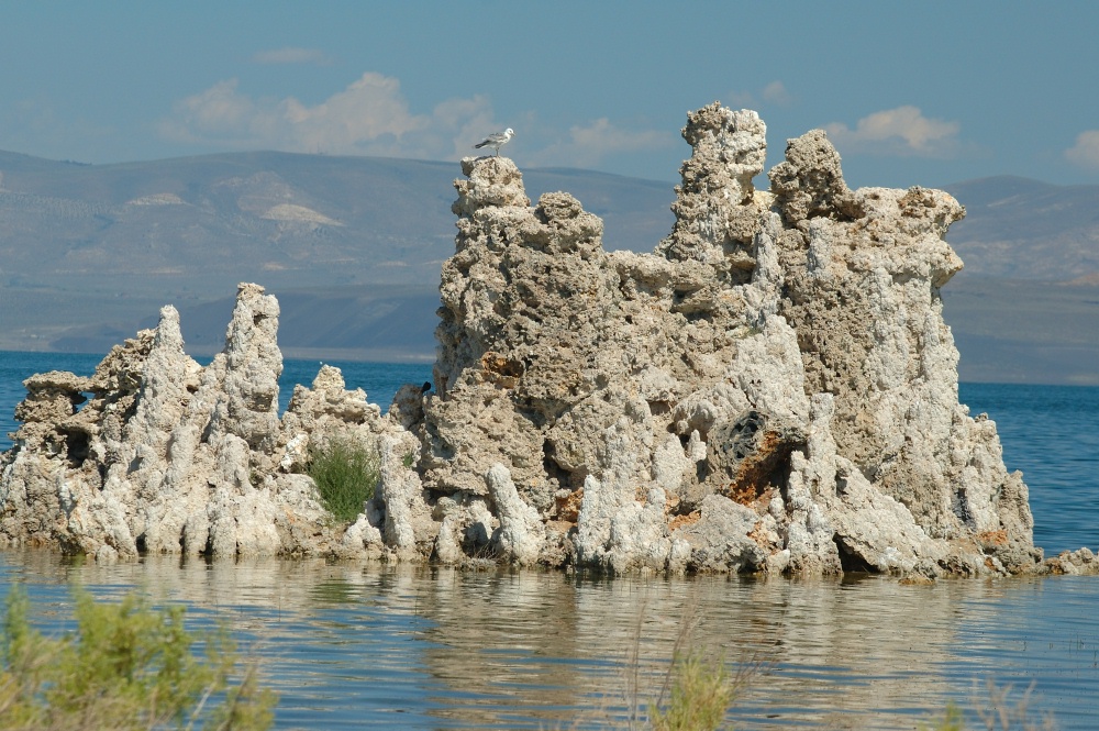 Seagull on tufa formation at Mono Lake-3 8-4-06