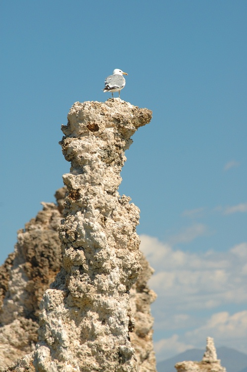 Seagull on tufa formation at Mono Lake-7 8-4-06