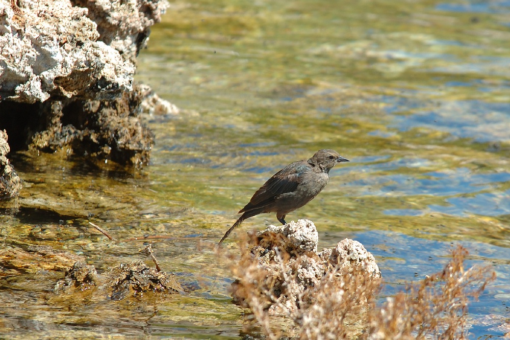 Bird at South Tufa area at Mono Lake-2 8-4-06