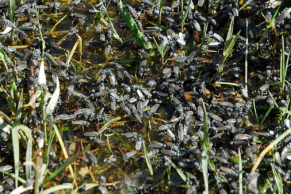 Alkali Flies in Mono Lake-2-2 8-4-06