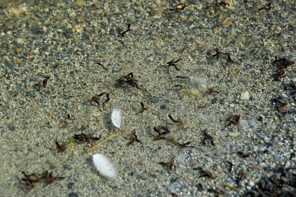 Alkali fly pupea in Mono Lake-3 8-4-06