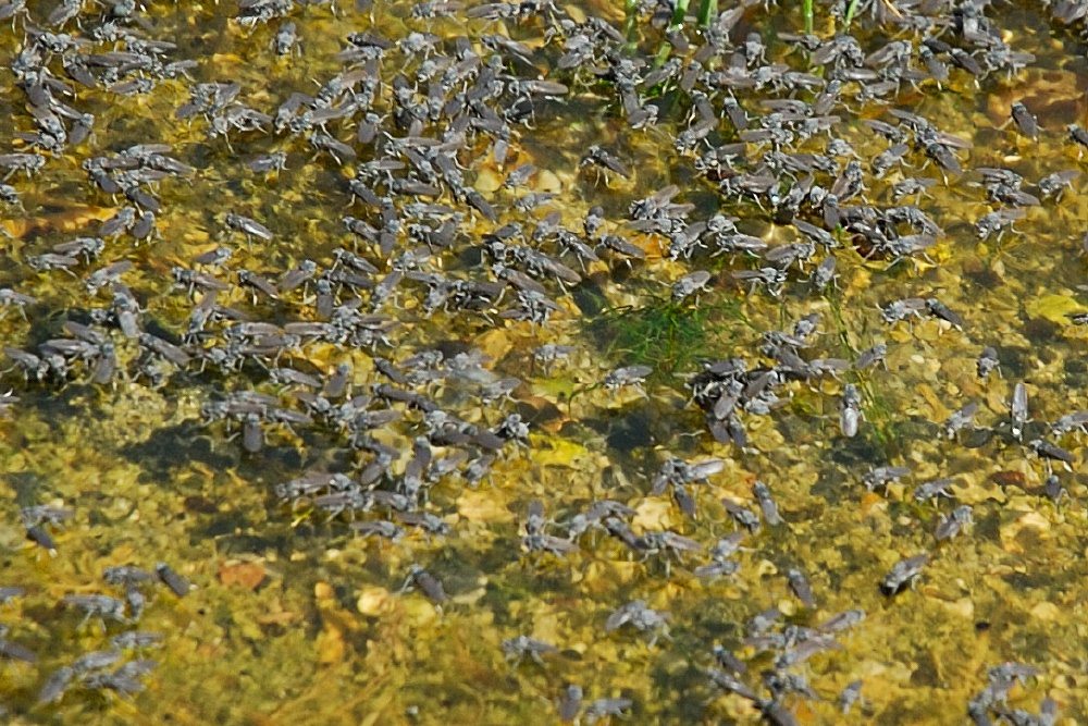 Alkali Flies in Mono Lake-1-2 8-4-06