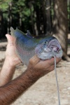 Steve with 6lb trout at Lake Mary at Mammoth-8-2 8-1-06