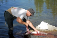 Steve cleaning fish in Lake Mary at Mammoth-4 8-1-06