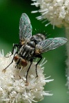 Fly on Rangers Button flower near Lake Mary at Mammoth-2 7-31-06