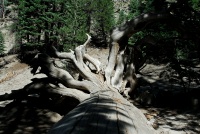 Knarled tree at Devils Postpile at Mammoth-1 8-1-06