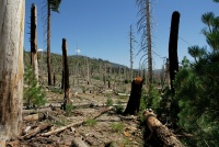 Fire damaged area near Rainbow Falls at Mammoth-2 8-1-06