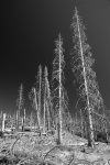 Fire damaged area near Rainbow Falls at Mammoth-4bw 8-1-06