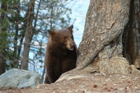 Brown Black Bear at Lake Mary at Mammoth-5 7-31-06