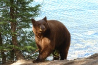 Brown Black Bear at Lake Mary at Mammoth-12 7-31-06