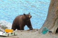 Brown Black Bear at Lake Mary at Mammoth-1 7-31-06