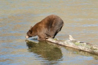 Black Bear diving into Lake Mary at Mammoth-1 7-31-06