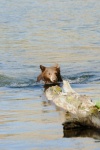 Black Bear jumping out of Lake Mary at Mammoth-1 7-31-06