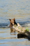 Black Bear jumping out of Lake Mary at Mammoth-2 7-31-06