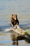 Black Bear jumping out of Lake Mary at Mammoth-3 7-31-06