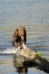 Black Bear jumping out of Lake Mary at Mammoth-4 7-31-06