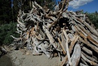 Fallen tree roots at Lake MacLeod at Mammoth-1 8-2-06