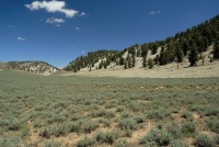 Bristlecone forest in the White Mountains-1 8-3-06