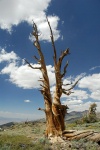 Dead Bristlecone pine tree in White Mountains-2 8-3-06