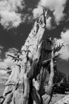 Dead Bristlecone pine at Patriarch Grove in White Mountains-6bw 8-3-06