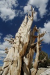 Dead Bristlecone pine at Patriarch Grove in White Mountains-6 8-3-06