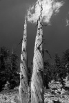 Dead Bristlecone pine at Patriarch Grove in White Mountains-10bw 8-3-06