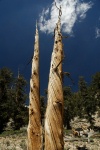 Dead Bristlecone pine at Patriarch Grove in White Mountains-10 8-3-06