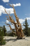 Dead Bristlecone pine at Patriarch Grove in White Mountains-1 8-3-06