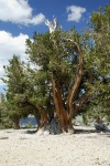 Bristlecone pines at Patriarch Grove in White Mountains-7 8-3-06