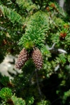 Bristlecone pine cones in the White Mountains 8-3-06