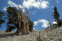 Bristlecone pine at Patriarch Grove in White Mountains-1 8-3-06