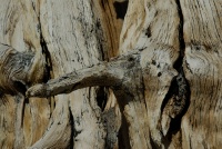 Bristlecone branches in White Mountains-4 8-3-06