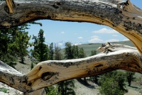 Sierras through a dead Bristlecone Pine in White Mountains 8-3-06