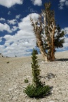 Young Bristlecone Pines at Patriarch grove in White Mountains-2 8-3-06