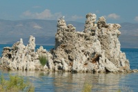 Seagull on tufa formation at Mono Lake-3 8-4-06