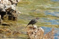 Bird at South Tufa area at Mono Lake-2 8-4-06