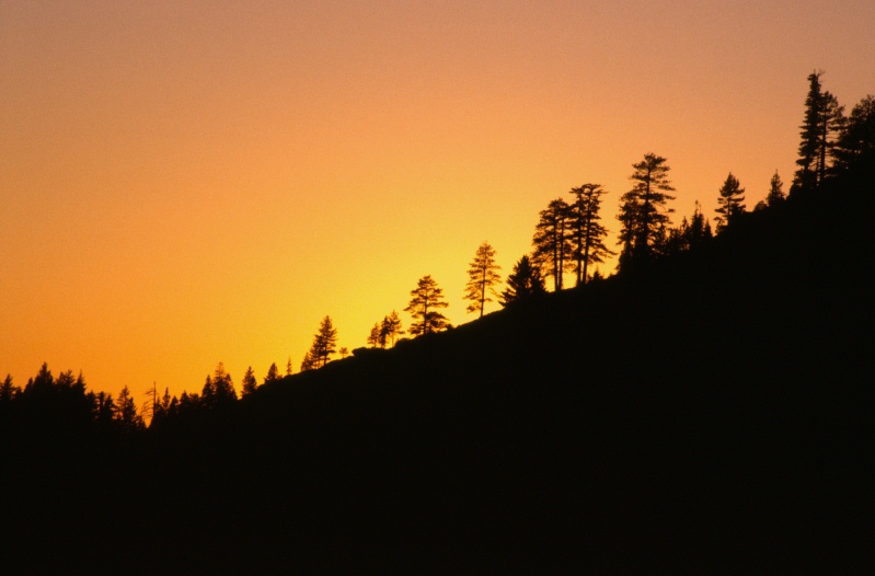 Sunrise over tree lined ridge in the Sierras